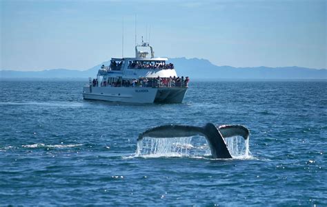 whale watching ventura channel islands|island packers whale watching ventura.